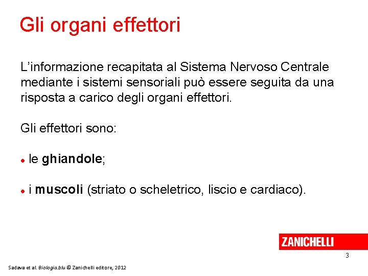Gli organi effettori L’informazione recapitata al Sistema Nervoso Centrale mediante i sistemi sensoriali può