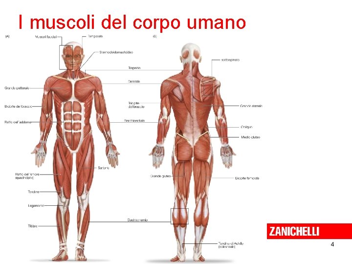 I muscoli del corpo umano 4 Sadava et al. Biologia. blu © Zanichelli editore,