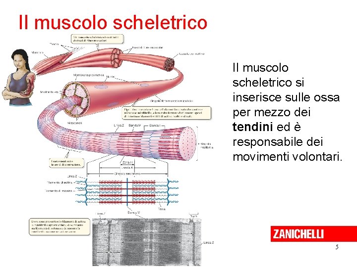 Il muscolo scheletrico si inserisce sulle ossa per mezzo dei tendini ed è responsabile