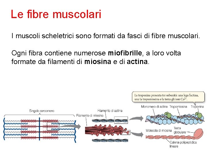 Le fibre muscolari I muscoli scheletrici sono formati da fasci di fibre muscolari. Ogni