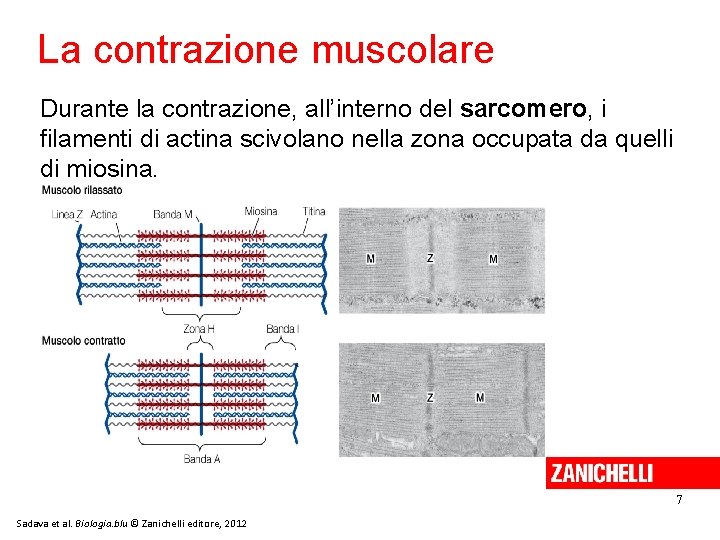 La contrazione muscolare Durante la contrazione, all’interno del sarcomero, i filamenti di actina scivolano