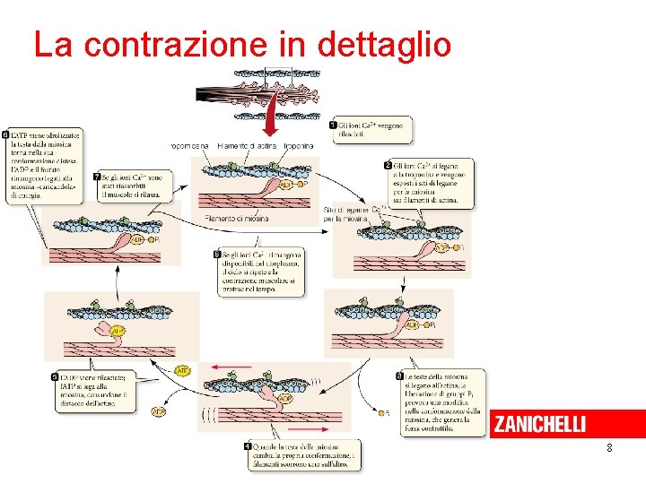 La contrazione in dettaglio 8 Sadava et al. Biologia. blu © Zanichelli editore, 2012