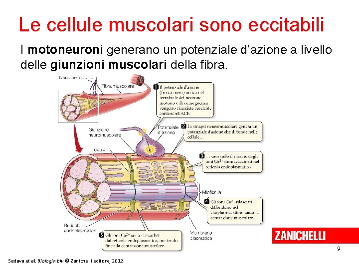 Le cellule muscolari sono eccitabili I motoneuroni generano un potenziale d’azione a livello delle