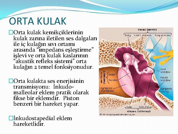 ORTA KULAK �Orta kulak kemikçiklerinin kulak zarına iletilen ses dalgaları ile iç kulağın sıvı