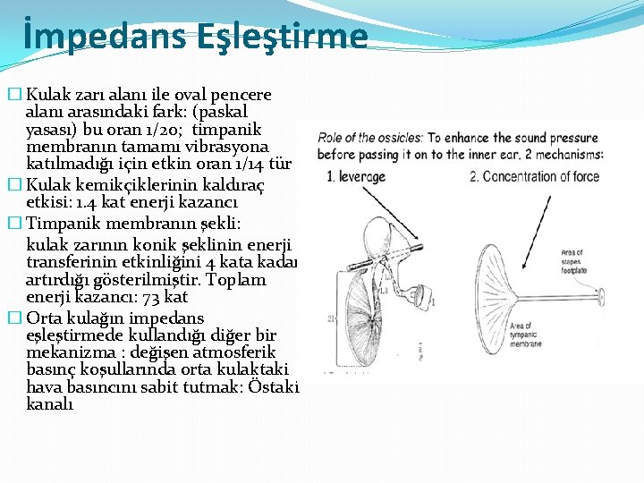 İmpedans Eşleştirme � Kulak zarı alanı ile oval pencere alanı arasındaki fark: (paskal yasası)