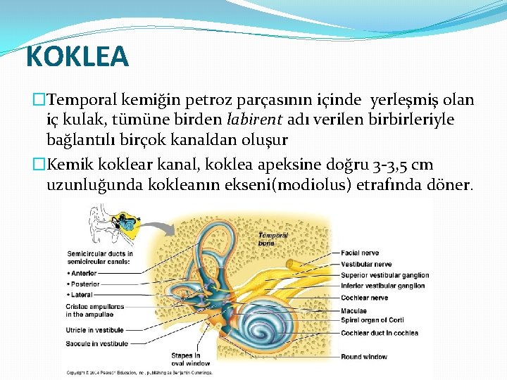KOKLEA �Temporal kemiğin petroz parçasının içinde yerleşmiş olan iç kulak, tümüne birden labirent adı