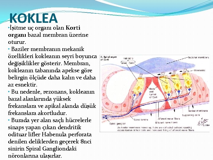 KOKLEA • İşitme uç organı olan Korti organı bazal membran üzerine oturur. • Baziler