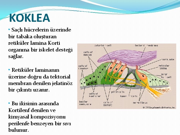 KOKLEA • Saçlı hücrelerin üzerinde bir tabaka oluşturan retiküler lamina Korti organına bir iskelet
