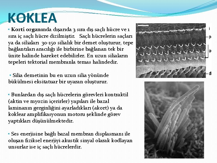 KOKLEA • Korti organında dışarıda 3 sıra dış saçlı hücre ve 1 sıra iç