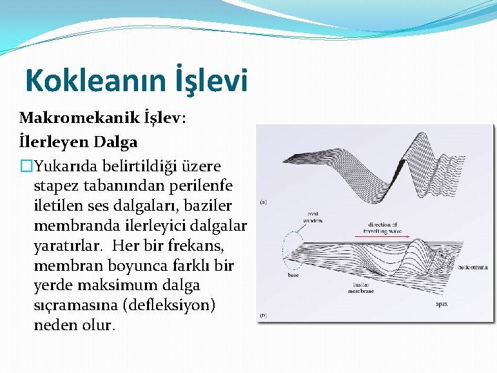 Kokleanın İşlevi Makromekanik İşlev: İlerleyen Dalga �Yukarıda belirtildiği üzere stapez tabanından perilenfe iletilen ses