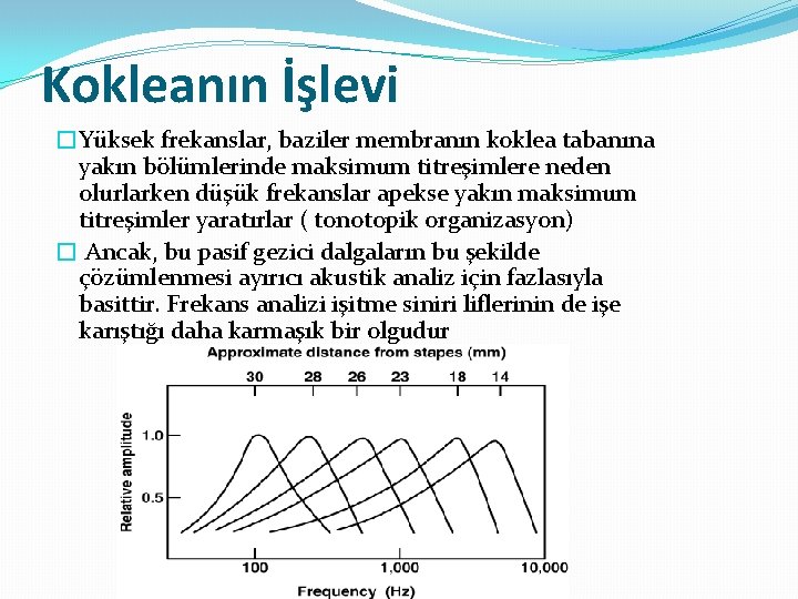 Kokleanın İşlevi �Yüksek frekanslar, baziler membranın koklea tabanına yakın bölümlerinde maksimum titreşimlere neden olurlarken