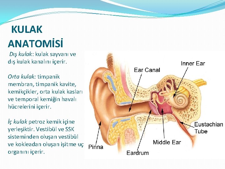 KULAK ANATOMİSİ Dış kulak: kulak sayvanı ve dış kulak kanalını içerir. Orta kulak: timpanik