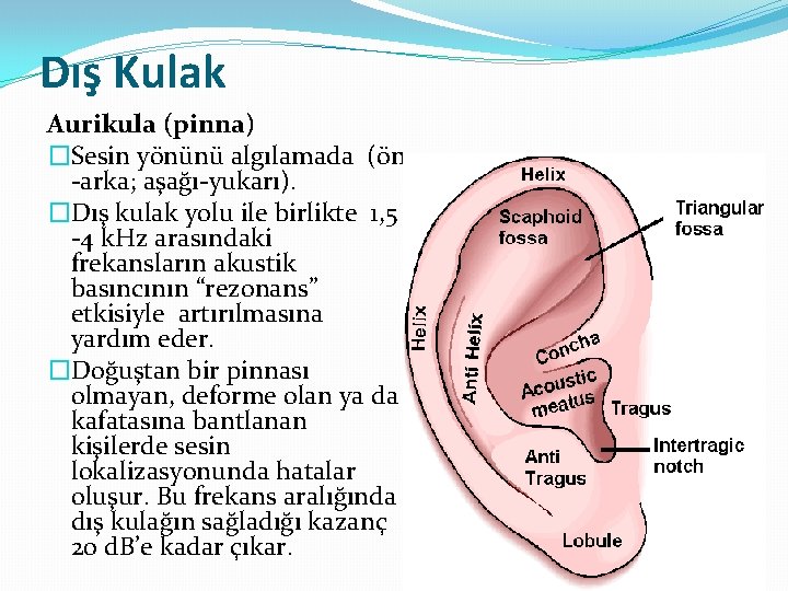 Dış Kulak Aurikula (pinna) �Sesin yönünü algılamada (ön -arka; aşağı-yukarı). �Dış kulak yolu ile