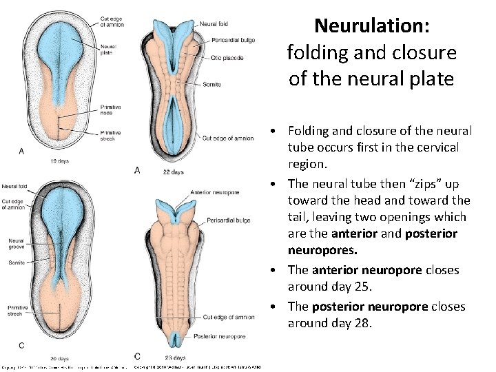 Neurulation Somitogenesis General Body Plan And Fetal Membranes