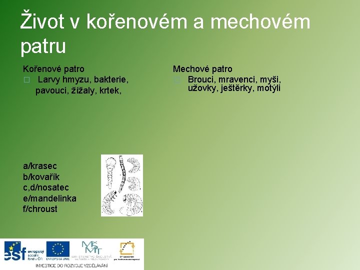 Život v kořenovém a mechovém patru Kořenové patro � Larvy hmyzu, bakterie, pavouci, žížaly,