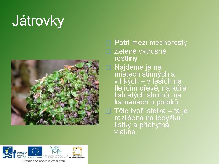Játrovky Patří mezi mechorosty Zelené výtrusné rostliny � Najdeme je na místech stinných a
