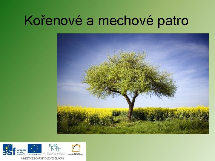 Kořenové a mechové patro 