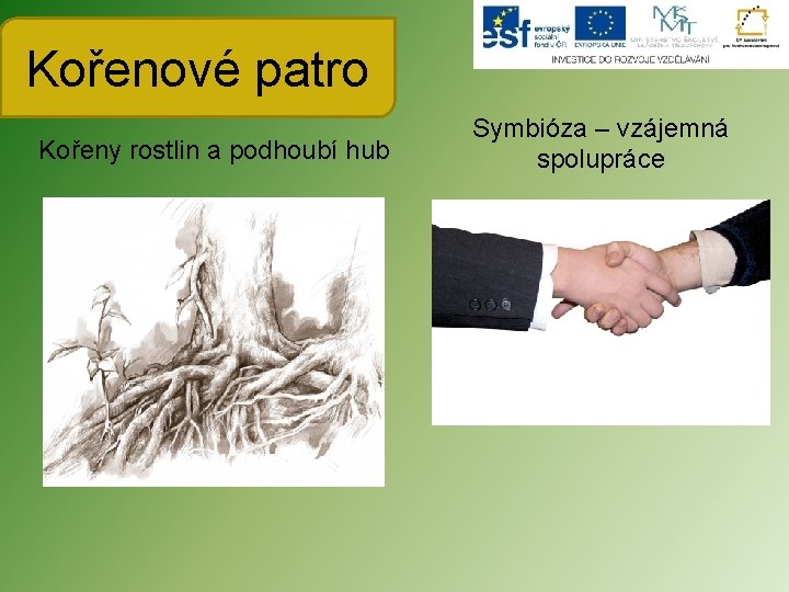 Kořenové patro Kořeny rostlin a podhoubí hub Symbióza – vzájemná spolupráce 