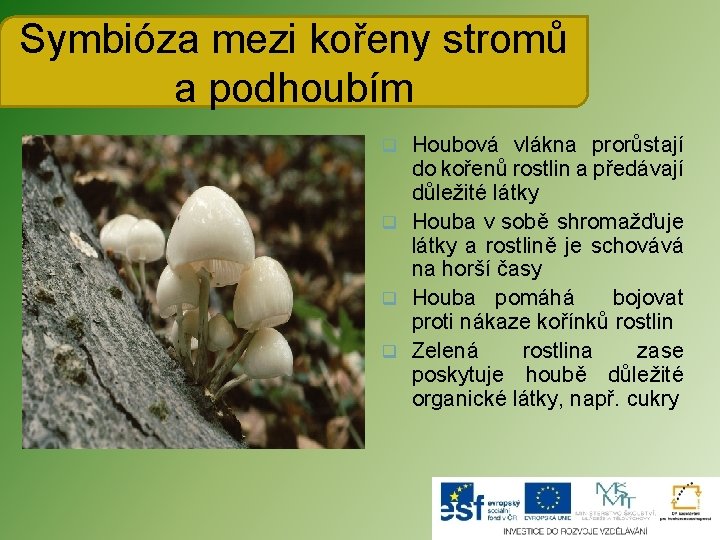 Symbióza mezi kořeny stromů a podhoubím Houbová vlákna prorůstají do kořenů rostlin a předávají