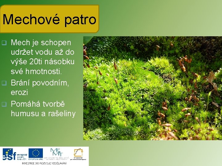 Mechové patro Mech je schopen udržet vodu až do výše 20 ti násobku své