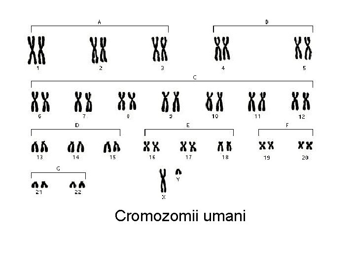 Cromozomii umani 