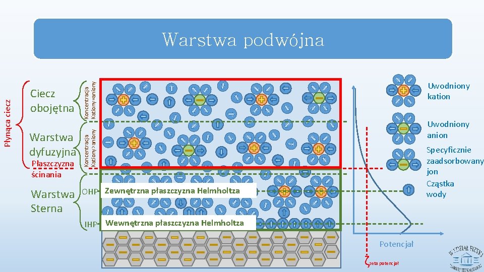 Warstwa dyfuzyjna Warstwa Sterna OHP Zewnętrzna płaszczyzna Helmholtza Płaszczyzna ścinania Uwodniony kation Koncentracja Kationy=aniony
