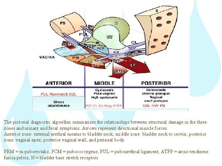 The pictorial diagnostic algorithm summarizes the relationships between structural damage in the three zones