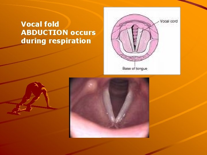 Vocal fold ABDUCTION occurs during respiration 