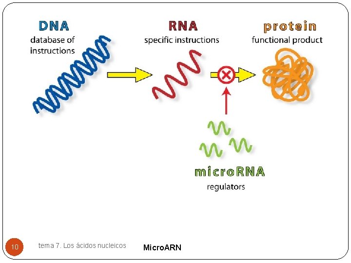 10 tema 7. Los ácidos nucleicos Micro. ARN 