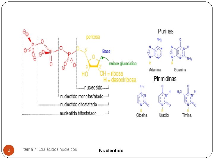 2 tema 7. Los ácidos nucleicos Nucleotido 