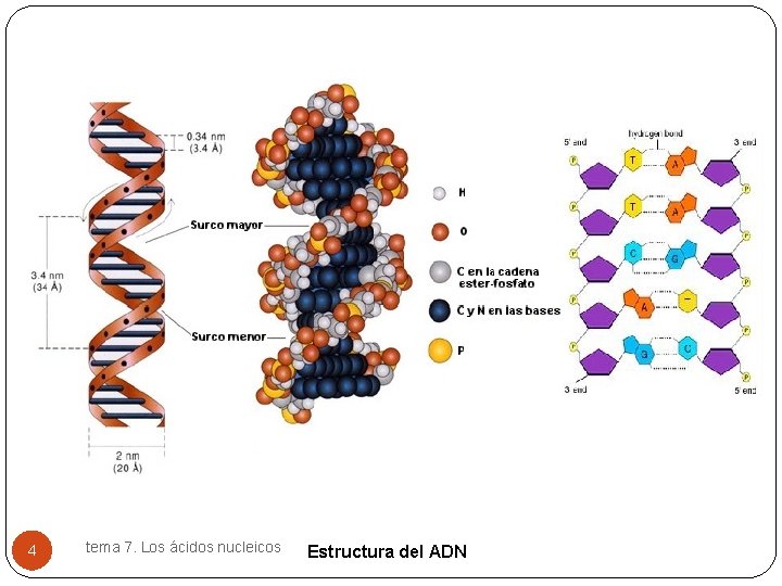 4 tema 7. Los ácidos nucleicos Estructura del ADN 