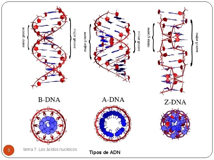 5 tema 7. Los ácidos nucleicos Tipos de ADN 