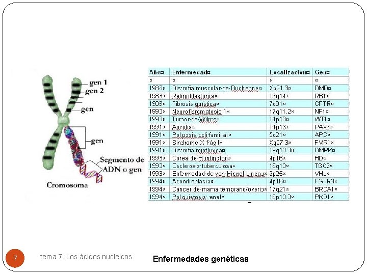 7 tema 7. Los ácidos nucleicos Enfermedades genéticas 