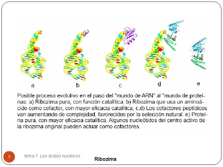 9 tema 7. Los ácidos nucleicos Ribozima 