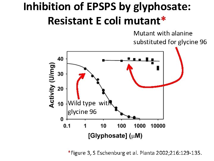 Inhibition of EPSPS by glyphosate: Resistant E coli mutant* Mutant with alanine substituted for