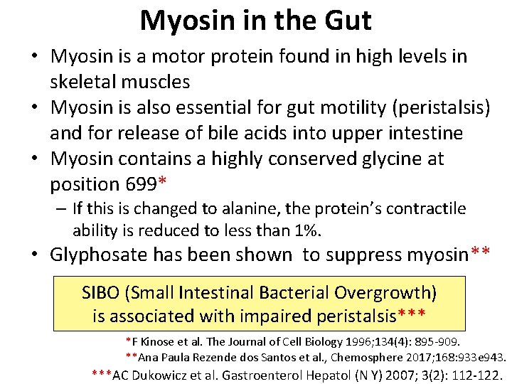 Myosin in the Gut • Myosin is a motor protein found in high levels