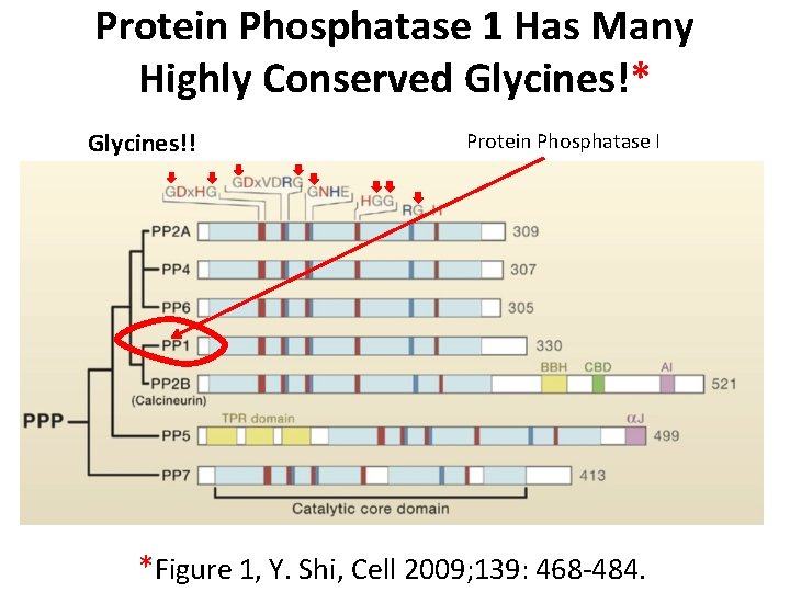 Protein Phosphatase 1 Has Many Highly Conserved Glycines!* Glycines!! Protein Phosphatase I *Figure 1,