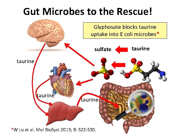 Gut Microbes to the Rescue! Glyphosate blocks taurine uptake into E coli microbes* sulfate