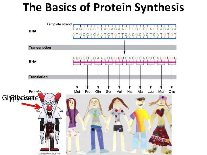 The Basics of Protein Synthesis Glyphosate Glycine 