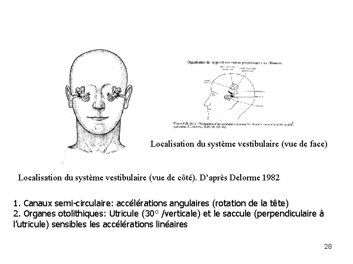 Localisation du système vestibulaire (vue de face) Localisation du système vestibulaire (vue de côté).