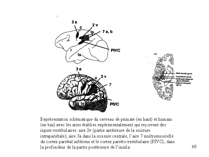 Représentation schématique du cerveau de primate (en haut) et humain (en bas) avec les