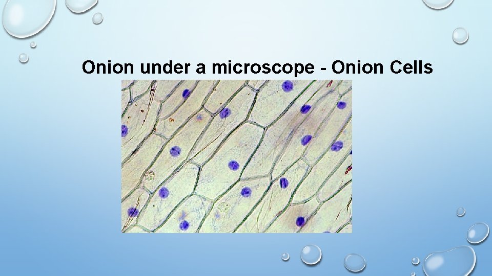 Onion under a microscope - Onion Cells 