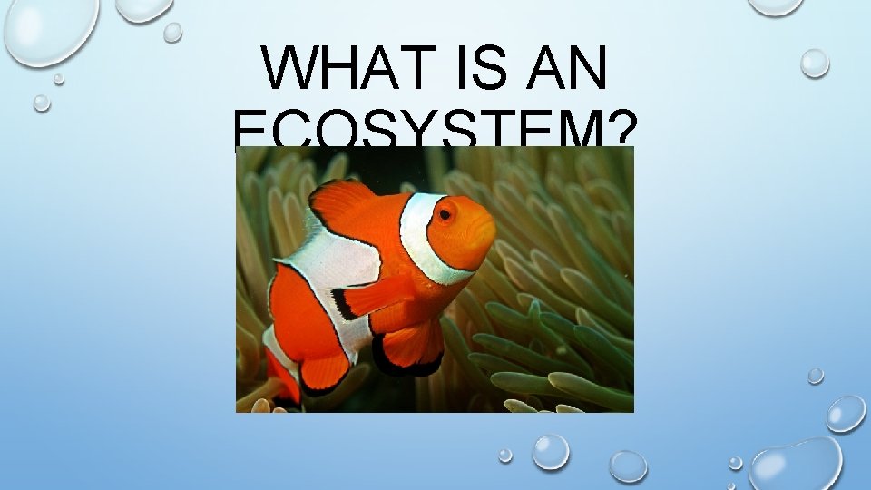 WHAT IS AN ECOSYSTEM? 