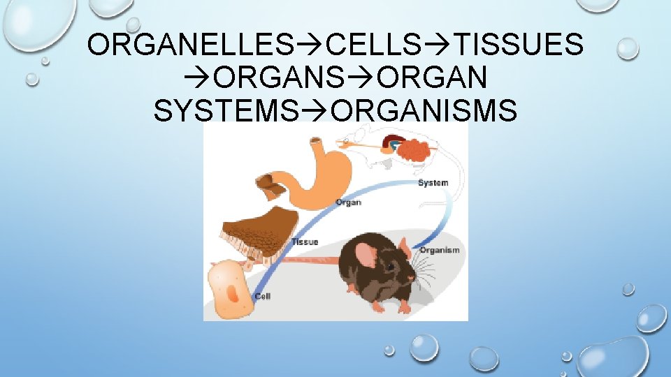 ORGANELLES CELLS TISSUES ORGAN SYSTEMS ORGANISMS 