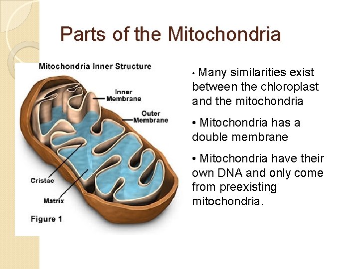 Parts of the Mitochondria • Many similarities exist between the chloroplast and the mitochondria