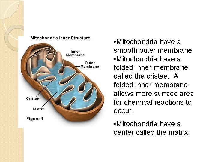  • Mitochondria have a smooth outer membrane • Mitochondria have a folded inner-membrane