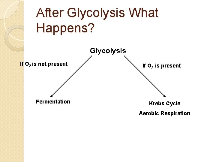After Glycolysis What Happens? Glycolysis If O 2 is not present Fermentation If O