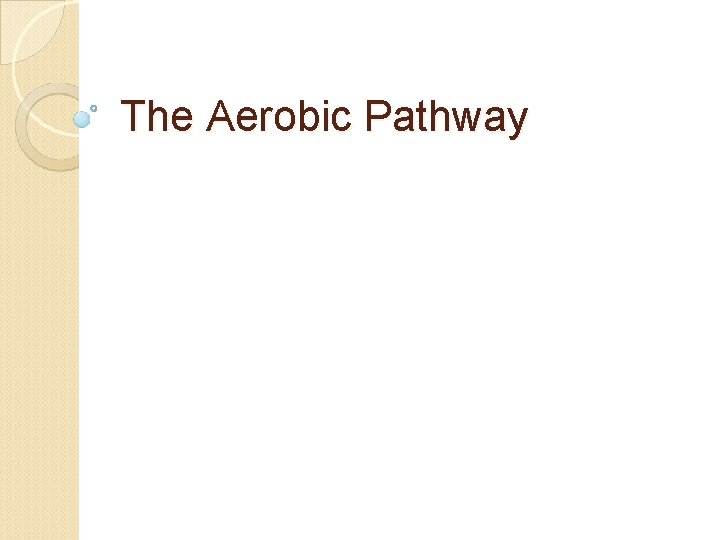 The Aerobic Pathway 