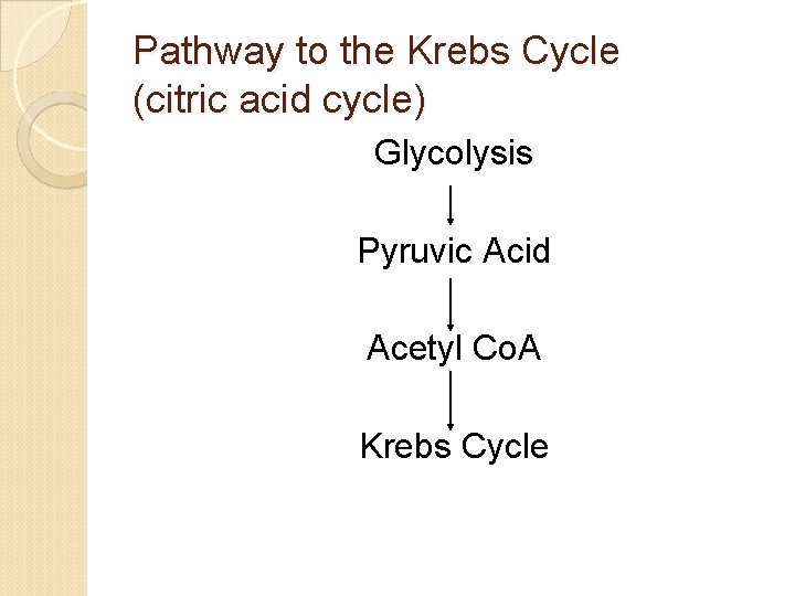 Pathway to the Krebs Cycle (citric acid cycle) Glycolysis Pyruvic Acid Acetyl Co. A