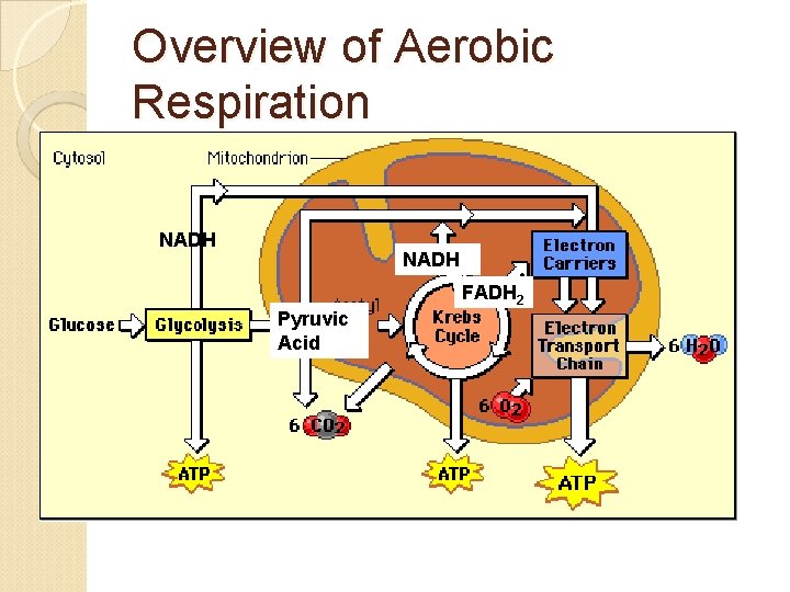 Overview of Aerobic Respiration NADH FADH 2 Pyruvic Acid 